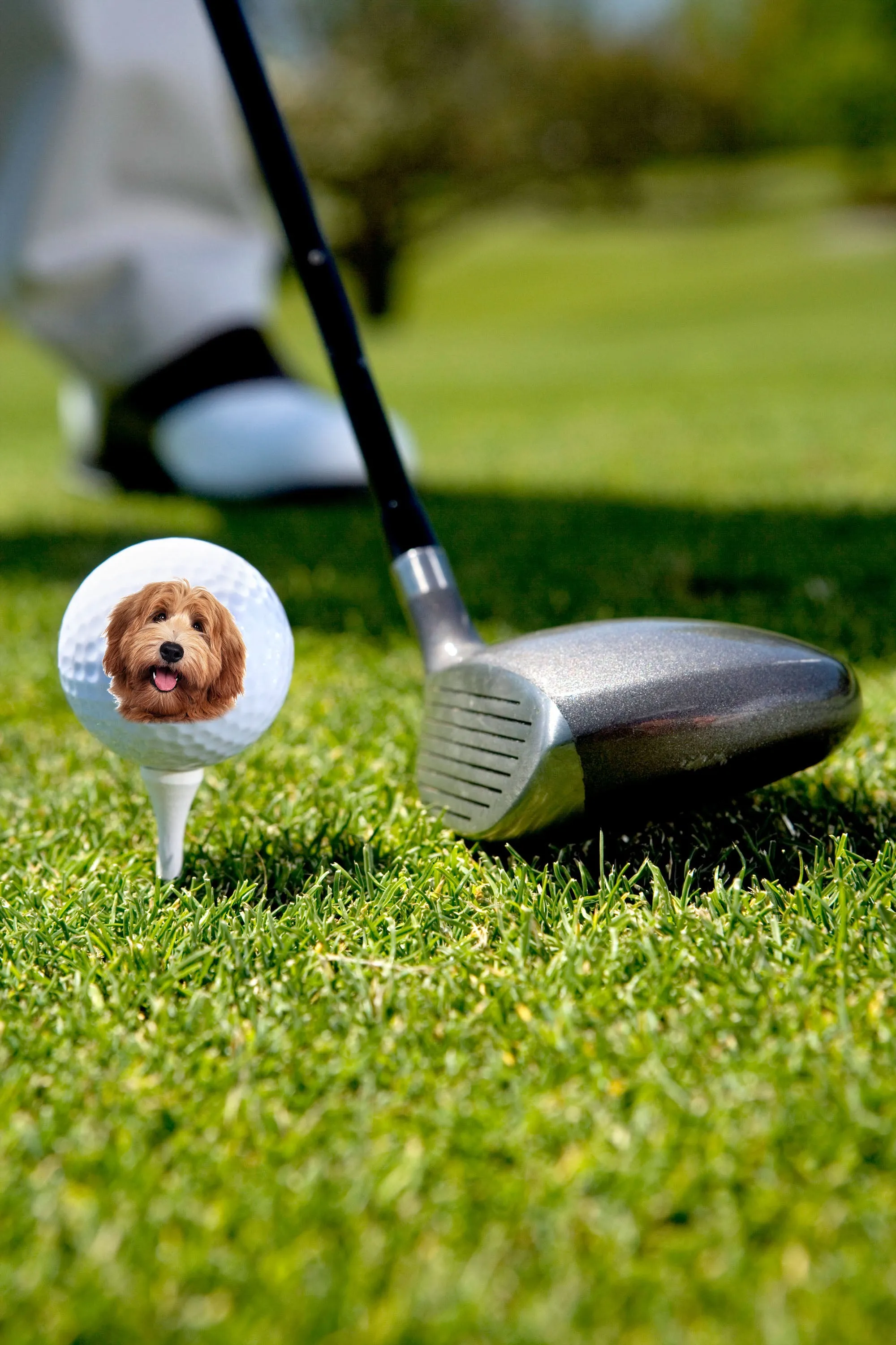 Dog Face Golf Balls - Set of 3 Balls