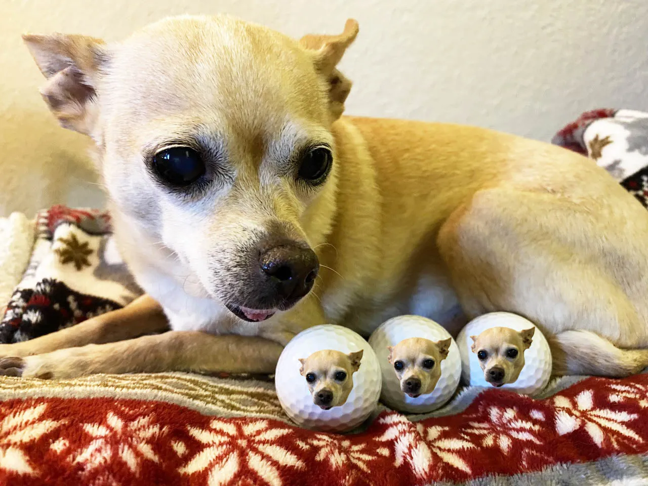Dog Face Golf Balls - Set of 3 Balls