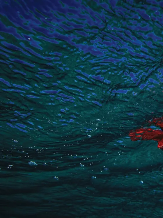 Rizzoli - Hawaii Gold: A Celebration of Surfing - Carissa Moore